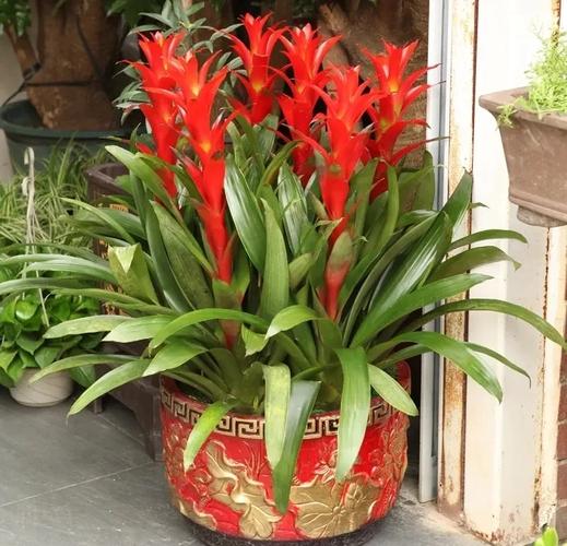 鸿运当头花能水培吗？-第2张图片-吾爱花网