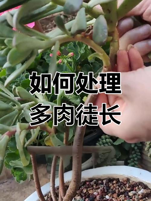多肉秋季怎么防止徒长-第1张图片-吾爱花网