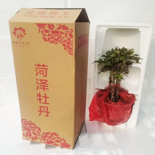 菏泽哪里能买到养殖盆栽？-第1张图片-吾爱花网