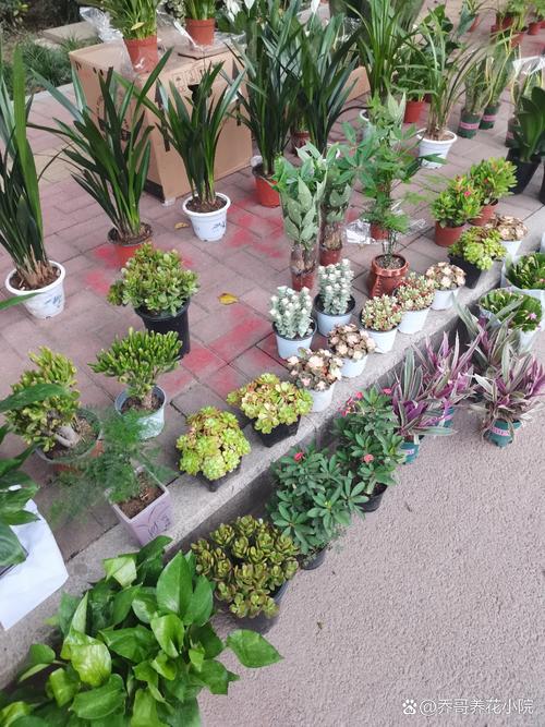 菏泽哪里能买到养殖盆栽？-第2张图片-吾爱花网