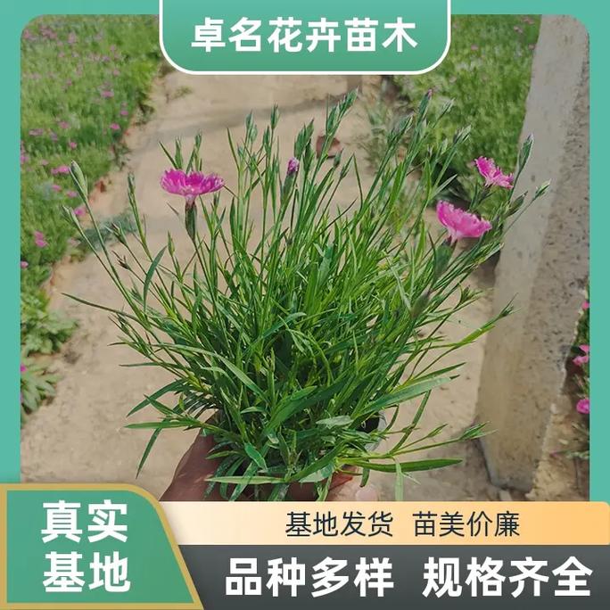 菏泽哪里能买到养殖盆栽？-第3张图片-吾爱花网