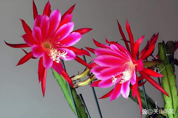 令箭荷花水培可行吗？有何优势？-第1张图片-吾爱花网