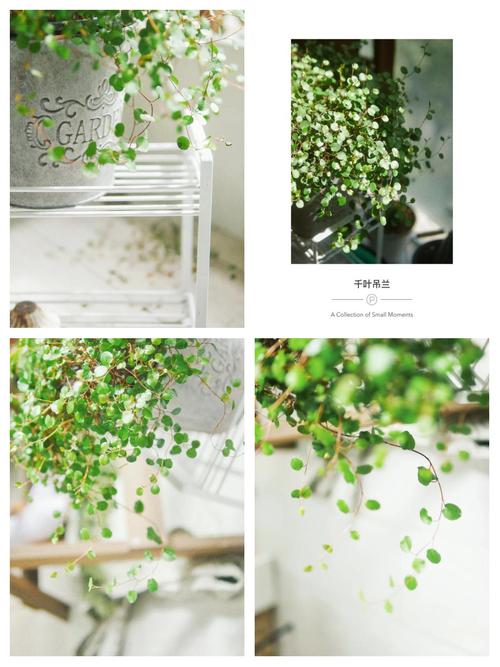 千叶吊兰盆栽美吗？养护有啥技巧？-第1张图片-吾爱花网