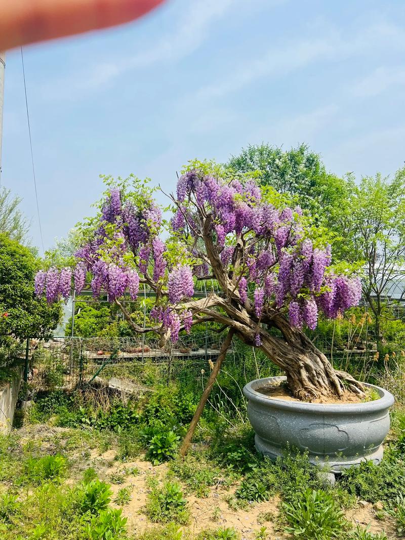 盆栽紫藤品种怎么选？-第2张图片-吾爱花网