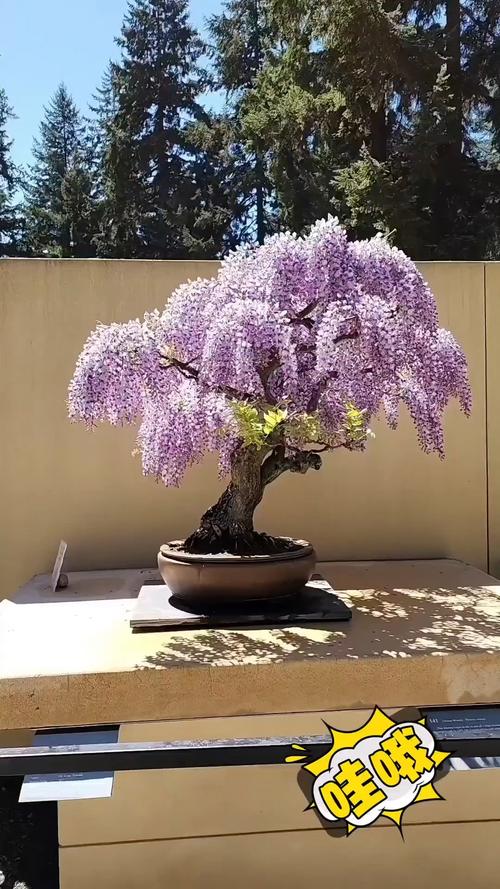 盆栽紫藤品种怎么选？-第3张图片-吾爱花网