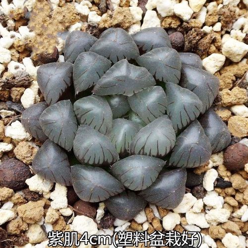 白斑玉露是哪种多肉?-第1张图片-吾爱花网 白斑玉露是哪种多肉?-第1张图片-吾爱花网