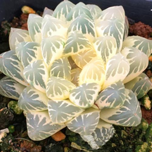 白斑玉露是哪种多肉？-第2张图片-吾爱花网