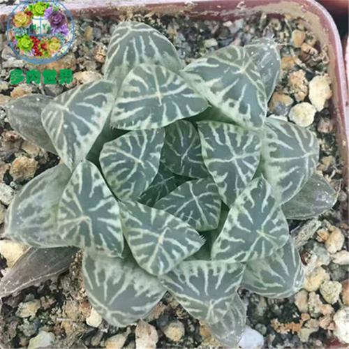 白斑玉露是哪种多肉?-第3张图片-吾爱花网 白斑玉露是哪种多肉?-第3张图片-吾爱花网