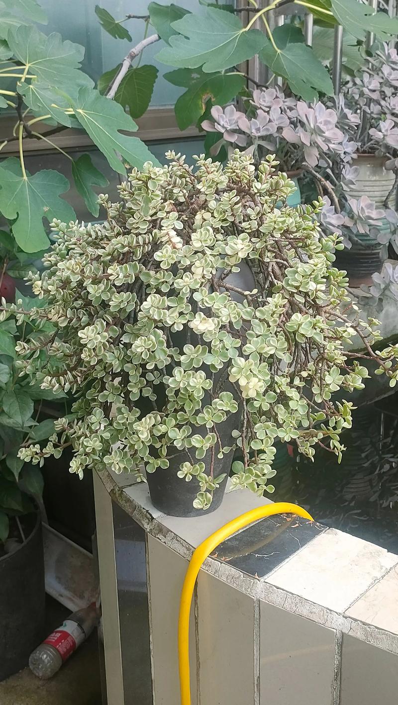 雅乐之舞怎么繁殖?-第1张图片-吾爱花网 雅乐之舞怎么繁殖?-第1张图片-吾爱花网