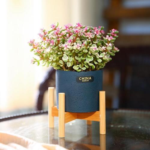 雅乐之舞怎么繁殖？-第3张图片-吾爱花网