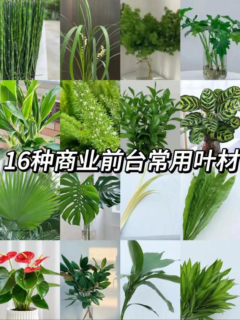 细长叶子盆栽有哪些常见品种名称？-第1张图片-吾爱花网