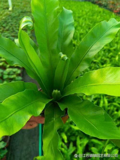 细长叶子盆栽有哪些常见品种名称？-第2张图片-吾爱花网