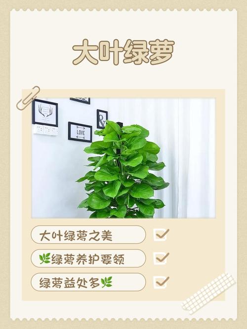 细长叶子盆栽有哪些常见品种名称？-第3张图片-吾爱花网