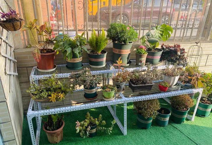 自制多肉棚架怎么搭才实用？-第3张图片-吾爱花网