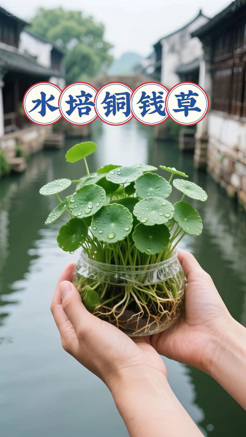 水培铜钱草盆一定要打洞吗？-第2张图片-吾爱花网