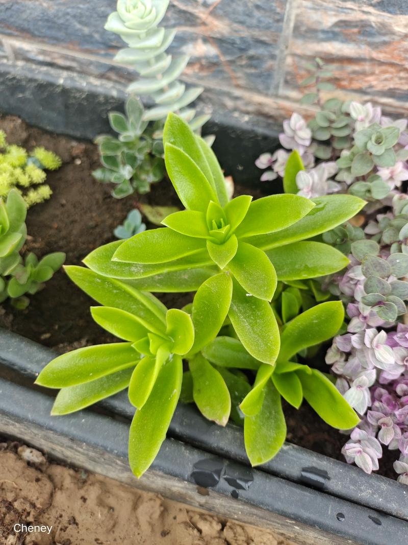 火祭繁殖有几种方法？-第2张图片-吾爱花网