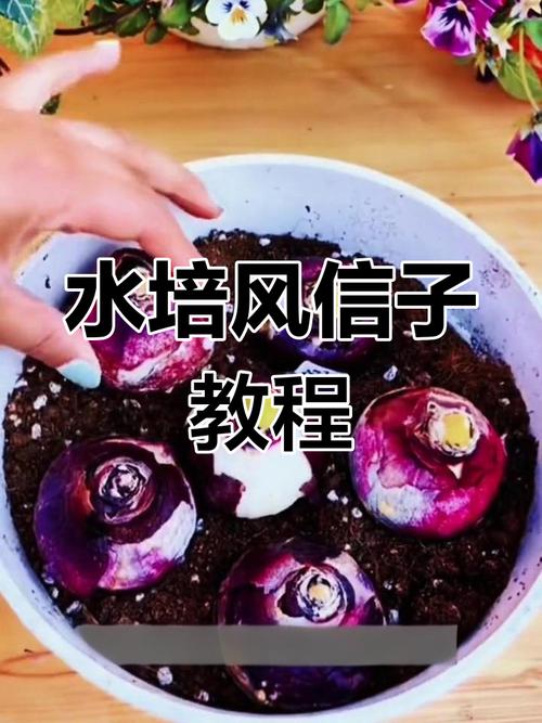 水培风信子养护关键是什么?-第1张图片-吾爱花网 水培风信子养护关键是什么?-第1张图片-吾爱花网