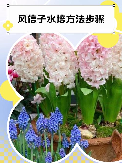 水培风信子养护关键是什么？-第2张图片-吾爱花网