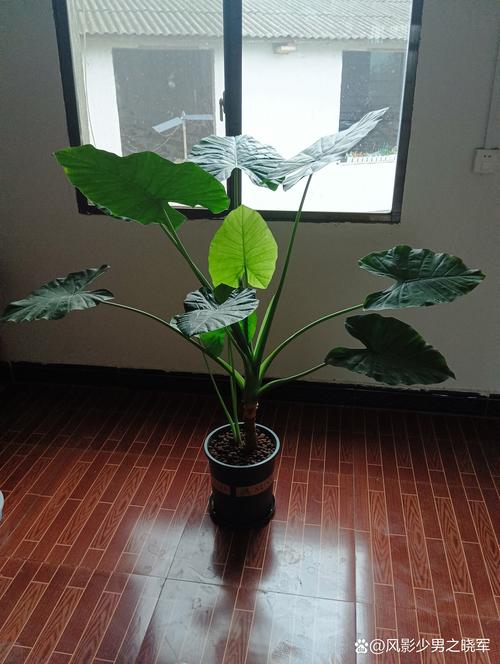 最小滴水观音盆栽图片怎么养才好看?-第1张图片-吾爱花网 最小滴水观音盆栽图片怎么养才好看?-第1张图片-吾爱花网