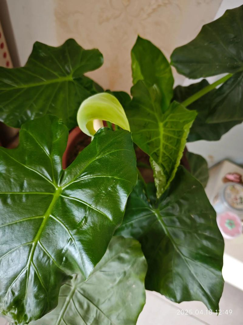 最小滴水观音盆栽图片怎么养才好看?-第2张图片-吾爱花网 最小滴水观音盆栽图片怎么养才好看?-第2张图片-吾爱花网