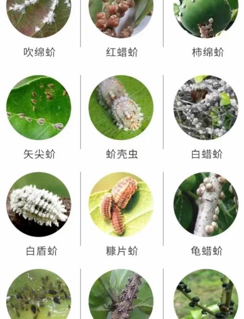 室外盆栽会生介壳虫吗？-第1张图片-吾爱花网