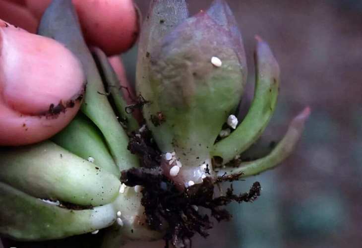 室外盆栽会生介壳虫吗？-第3张图片-吾爱花网