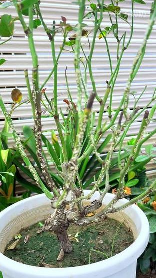 室外盆栽会生介壳虫吗？-第2张图片-吾爱花网