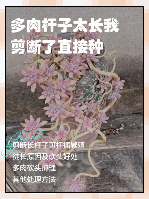 多肉法师杆子怎么繁殖？-第2张图片-吾爱花网