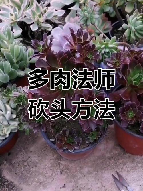 多肉法师杆子怎么繁殖？-第3张图片-吾爱花网