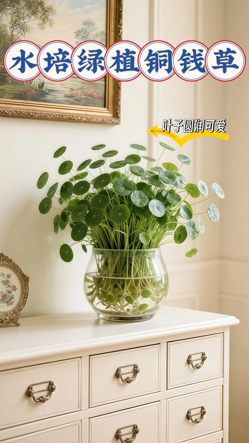 过滤箱水培铜钱草怎么养护？-第2张图片-吾爱花网