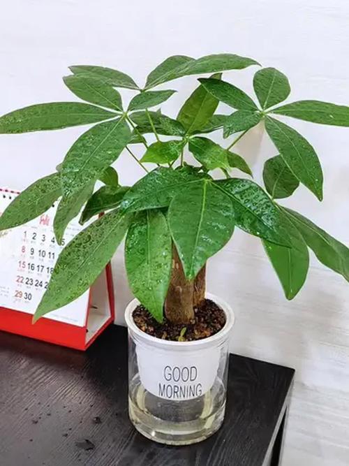 水培发财树怎么养？视频图解来了！-第1张图片-吾爱花网