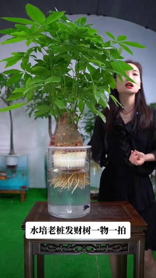 水培发财树怎么养？视频图解来了！-第2张图片-吾爱花网
