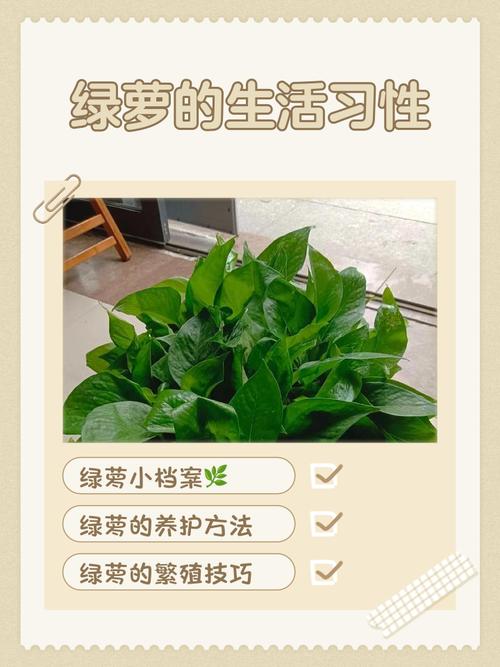 家养小盆栽究竟有哪些好处？-第1张图片-吾爱花网