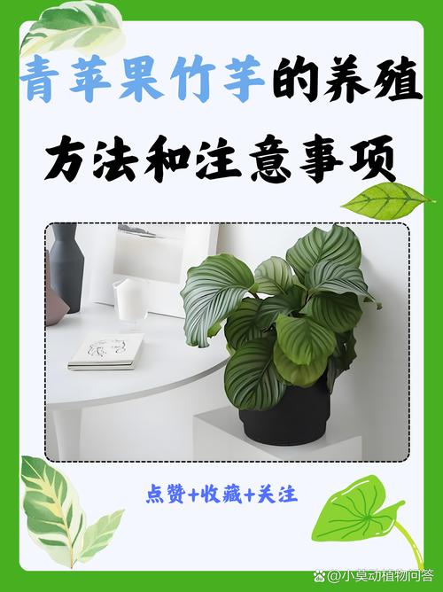 家养小盆栽究竟有哪些好处？-第2张图片-吾爱花网