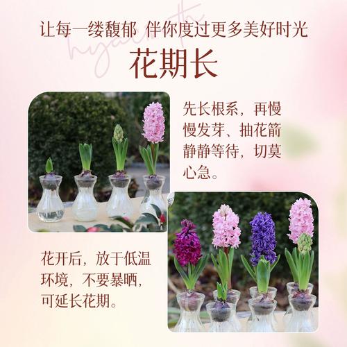 水培风信子生根要多久？-第2张图片-吾爱花网