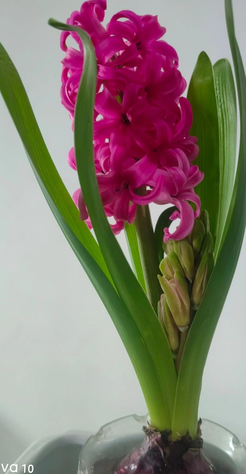 水培风信子生根要多久？-第3张图片-吾爱花网