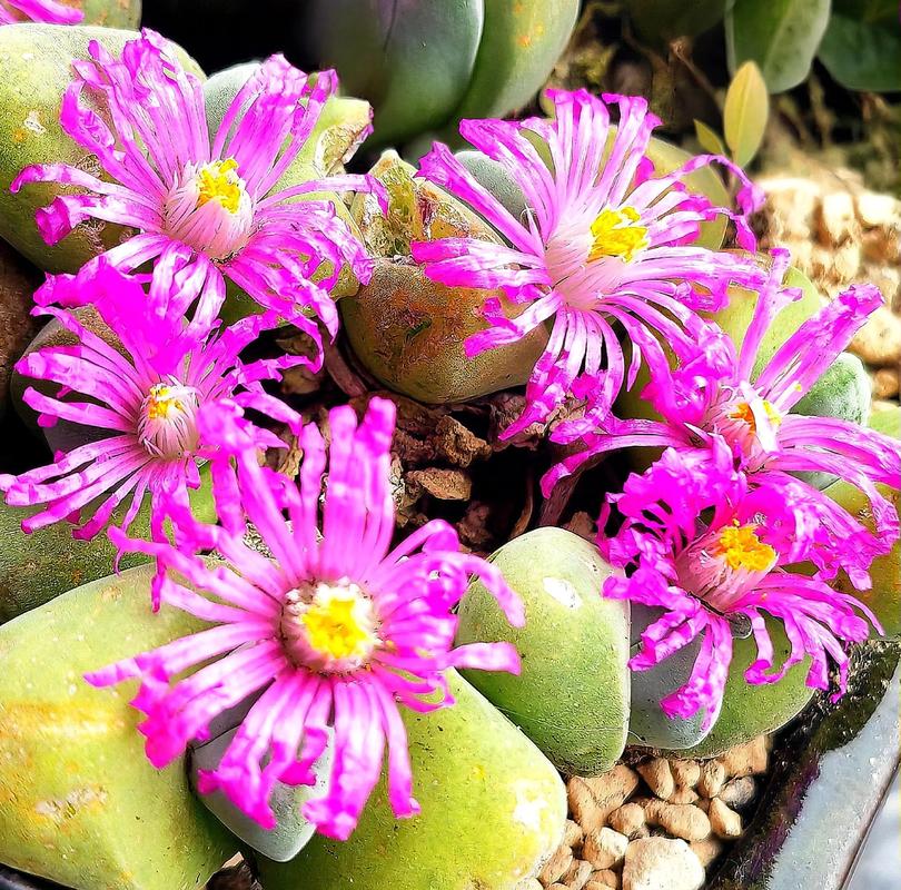 什么多肉易开花?新手养护怎么选?-第1张图片-吾爱花网 什么多肉易开花?新手养护怎么选?-第1张图片-吾爱花网