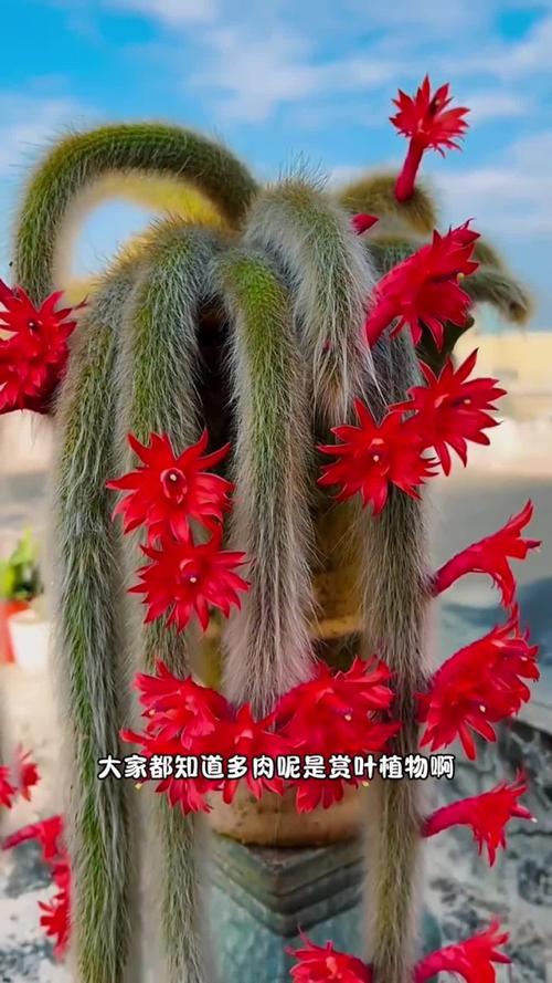 什么多肉易开花?新手养护怎么选?-第2张图片-吾爱花网 什么多肉易开花?新手养护怎么选?-第2张图片-吾爱花网