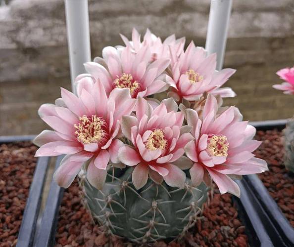 什么多肉易开花?新手养护怎么选?-第3张图片-吾爱花网 什么多肉易开花?新手养护怎么选?-第3张图片-吾爱花网