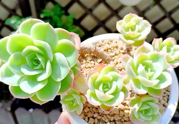 冬天多肉通风重要还是光照更重要？-第3张图片-吾爱花网