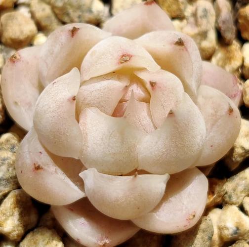 冬天多肉通风重要还是光照更重要？-第2张图片-吾爱花网