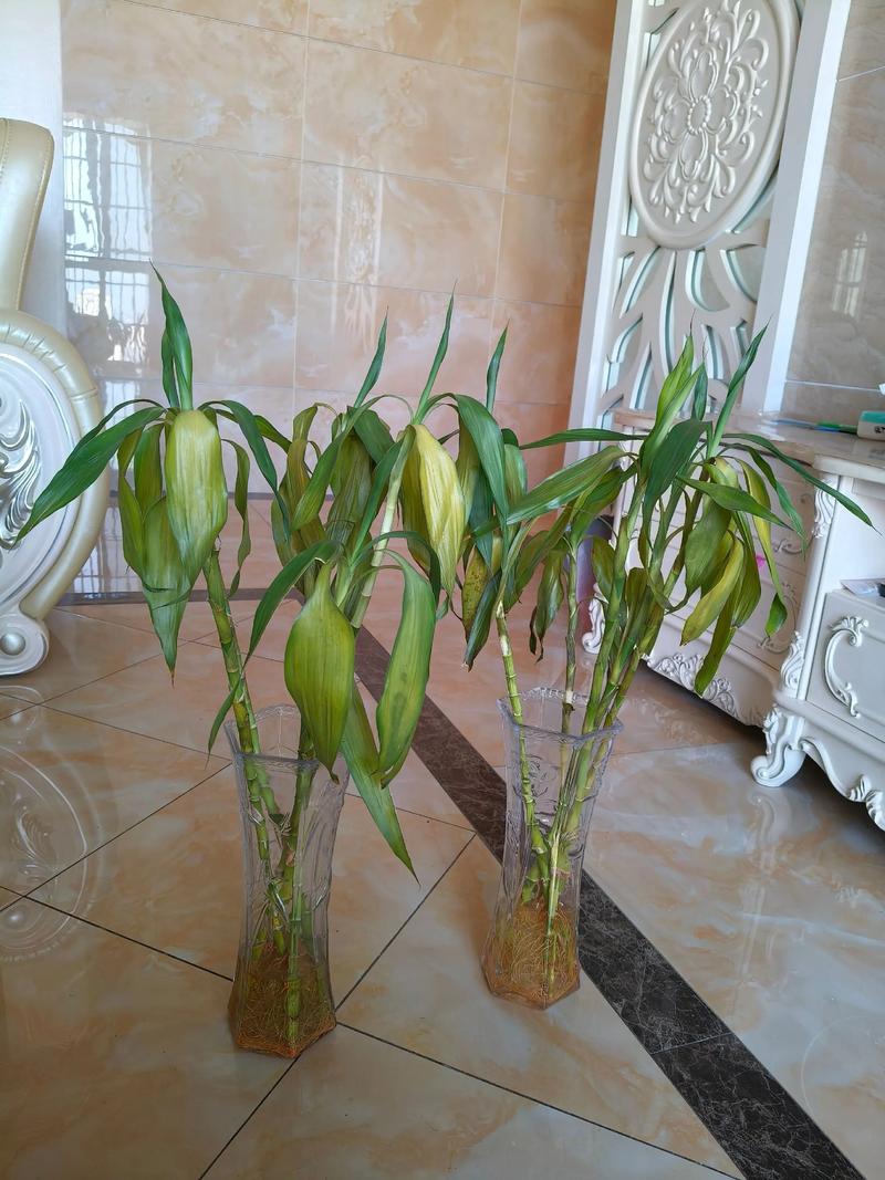 水培富贵竹没生根还发黄怎么办？-第1张图片-吾爱花网