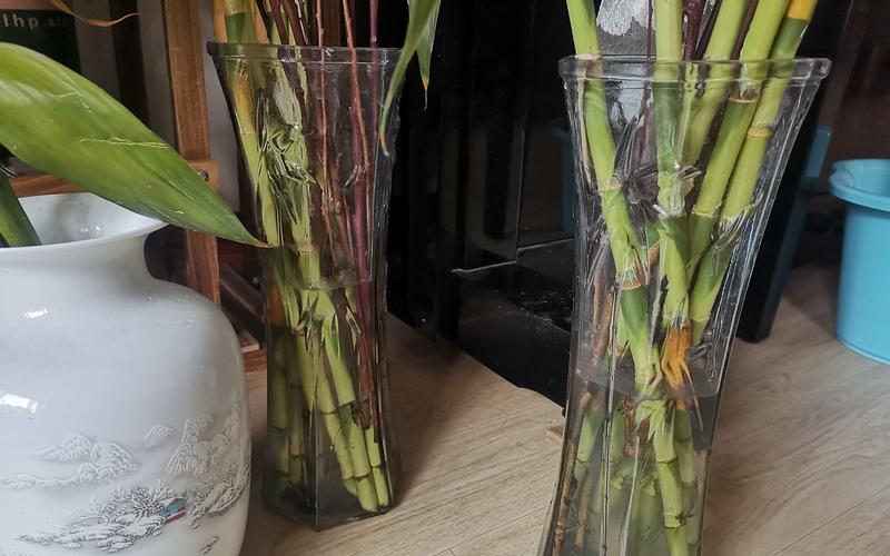 水培富贵竹没生根还发黄怎么办？-第2张图片-吾爱花网