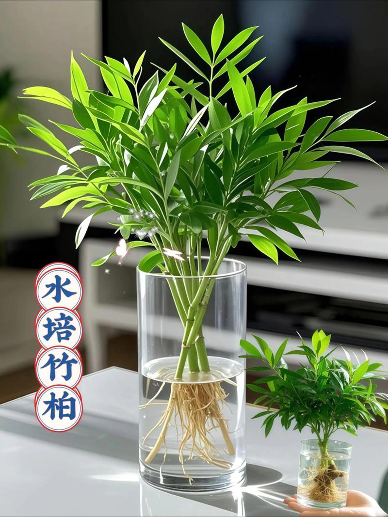 鲜花为何不能水培?-第3张图片-吾爱花网 鲜花为何不能水培?-第3张图片-吾爱花网