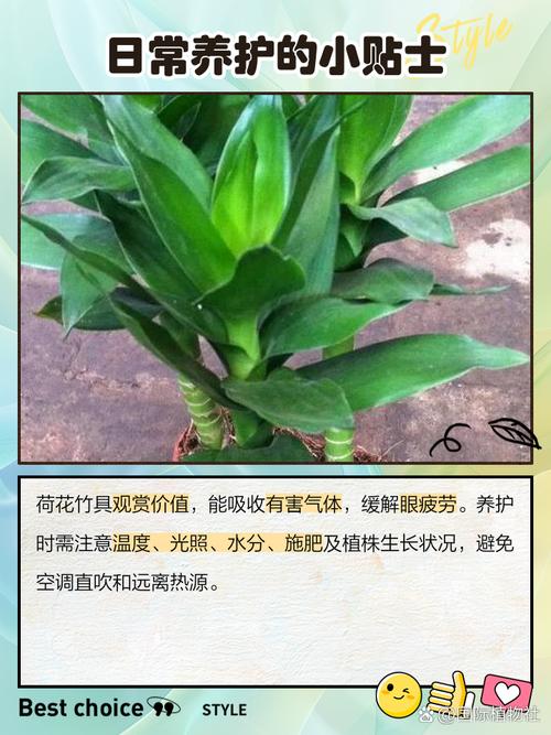 土培荷花竹怎么转水培？-第2张图片-吾爱花网