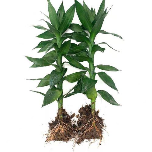 土培荷花竹怎么转水培？-第3张图片-吾爱花网