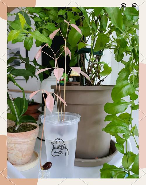 荔枝苗盆栽怎么种才结果？-第2张图片-吾爱花网