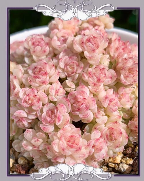 冬天多肉室外如何防冻?-第3张图片-吾爱花网 冬天多肉室外如何防冻?-第3张图片-吾爱花网