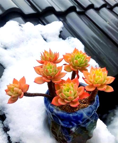 冬天多肉室外如何防冻?-第2张图片-吾爱花网 冬天多肉室外如何防冻?-第2张图片-吾爱花网