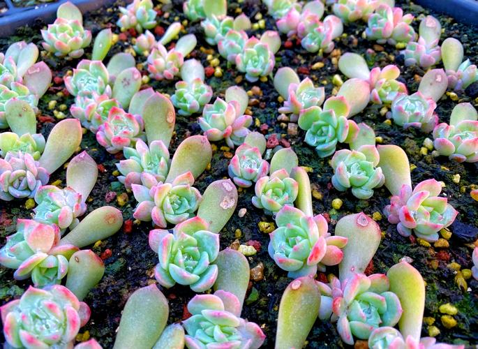 多肉植物生长全过程图片有哪些?-第1张图片-吾爱花网 多肉植物生长全过程图片有哪些?-第1张图片-吾爱花网